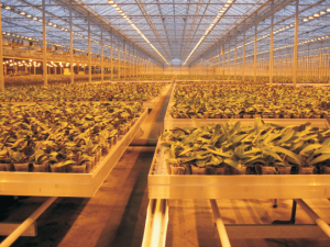 Compact linear chain moving flower boxes in commercial warehouse